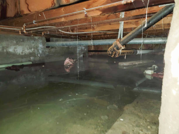 Best Mold removal after water damage  in Buffalo, OK
