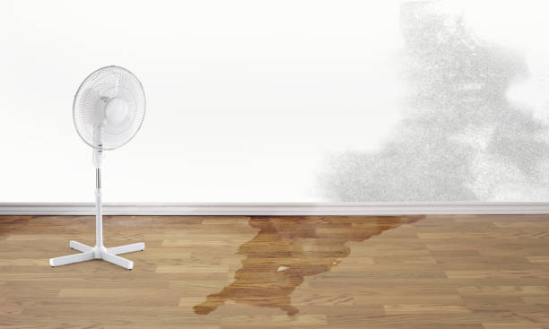 Best Professional water damage repair  in Buffalo, OK